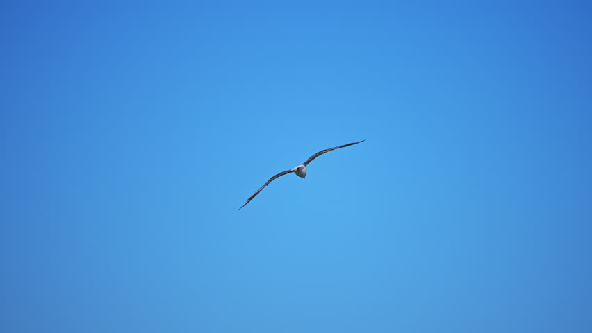 Bird soaring over the Mediterranean Sea in Italy, tranquil 4K slow motion aerial footage