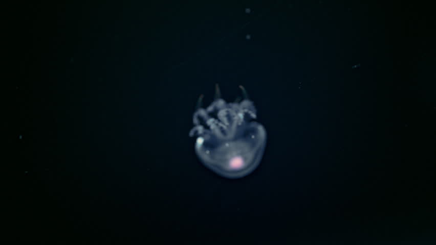Glowing jellyfish floating in deep blue water, mesmerizing 4K slow motion underwater footage