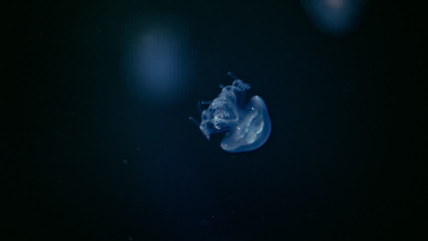 Transparent jellyfish glowing in deep sea darkness, cinematic underwater 4K footage