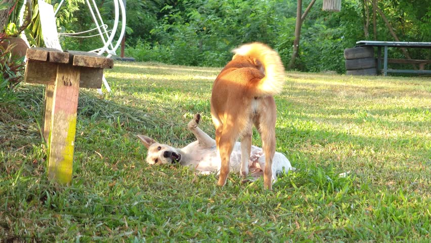 Two dogs playing together outdoor