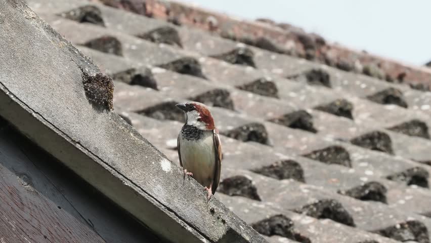 House sparrow on the roof,looking around the flying off.