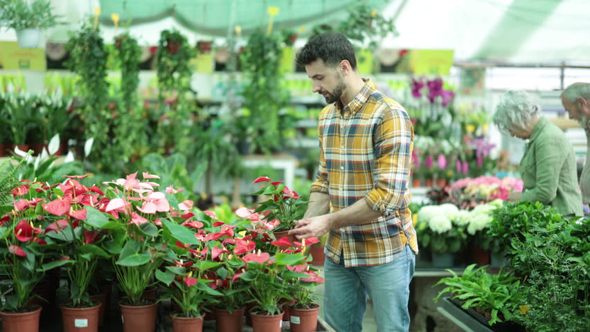 Adult male customer examines potted anthurium with glossy red flowers while shopping at flower shop