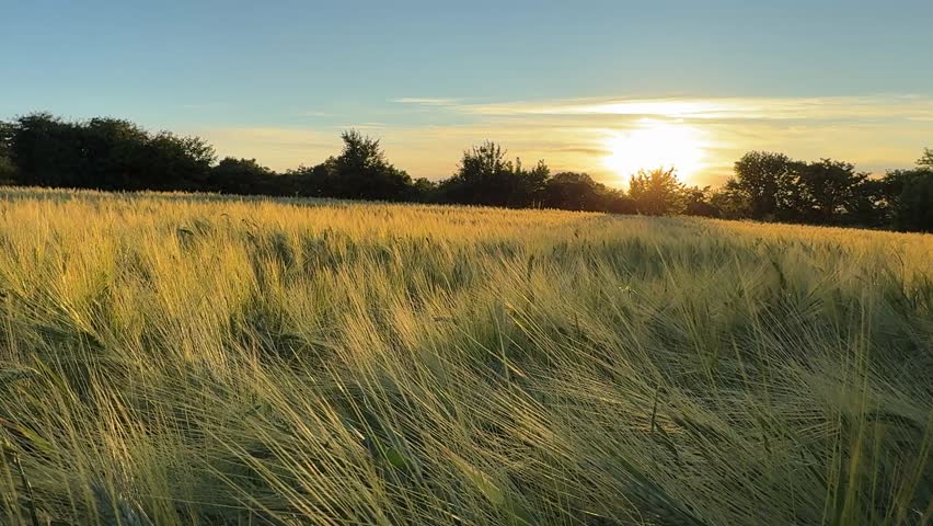 Sunset sky over the wheat field.