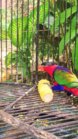 Black-capped lory eating corn inside a cage
