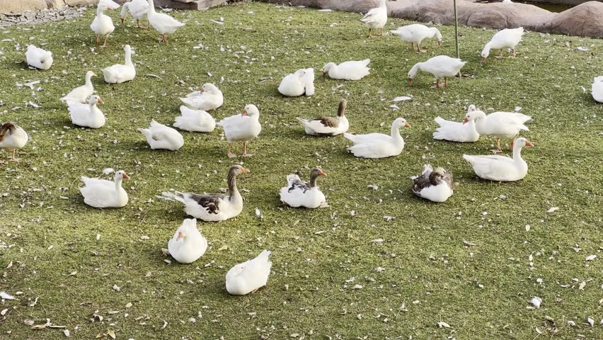 A wide-angle view of a large group of white and grey geese gathered and resting on a green lawn in an outdoor enclosure.