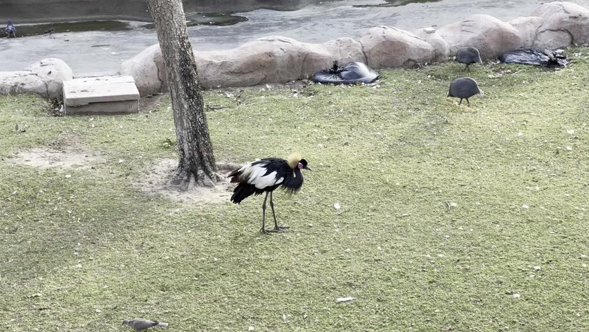 A black crowned crane with its distinctive golden crest stands on a grassy lawn, with two guinea fowl foraging nearby in a zoo enclosure.