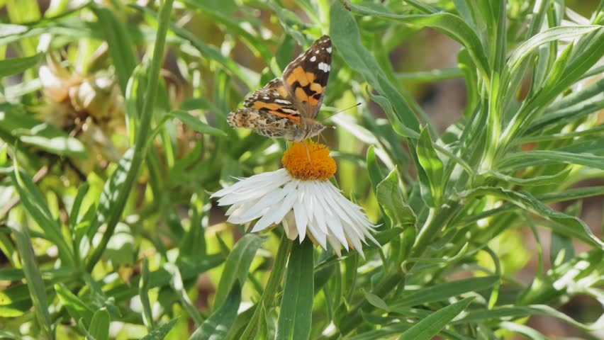Butterfly drinking for a white flower