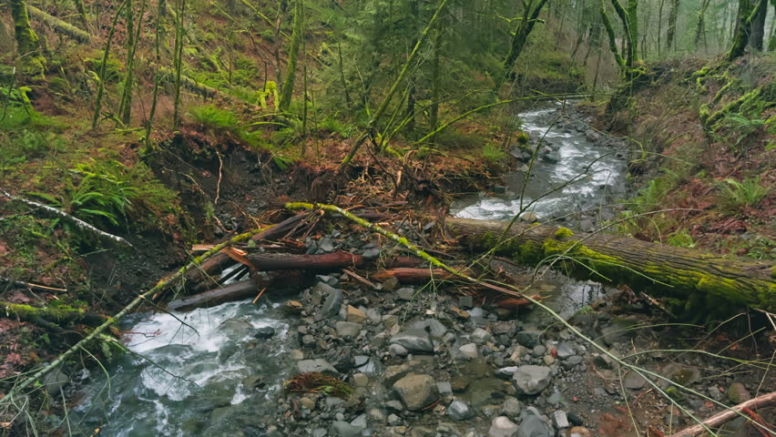 Winding creek and fallen logs in dense forest following the stream uphill, tilt up