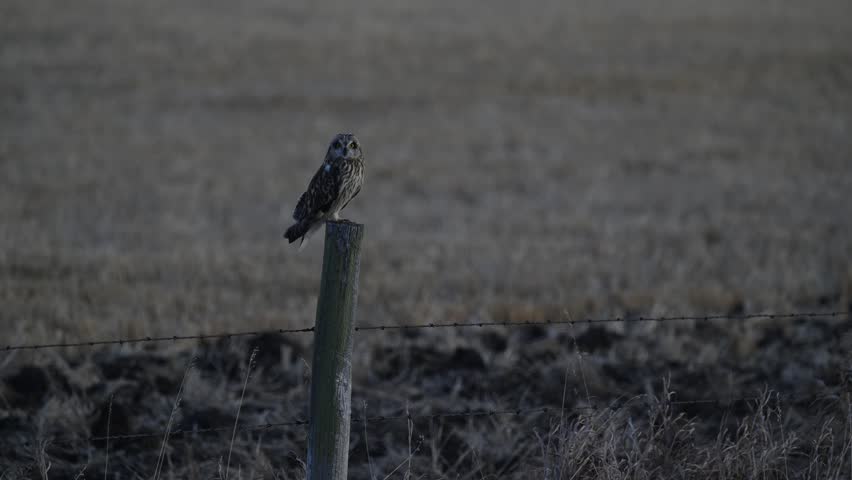 Short eared owl in the late winter on a fence