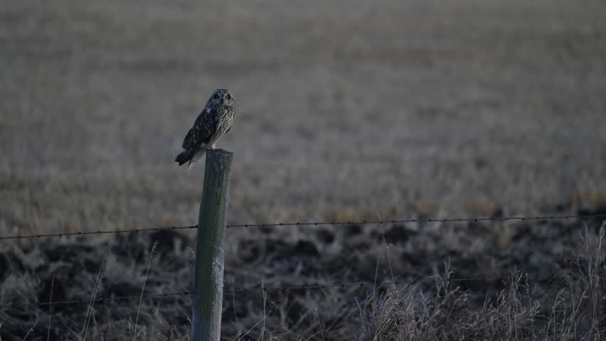 Short eared owl in the late winter on a fence