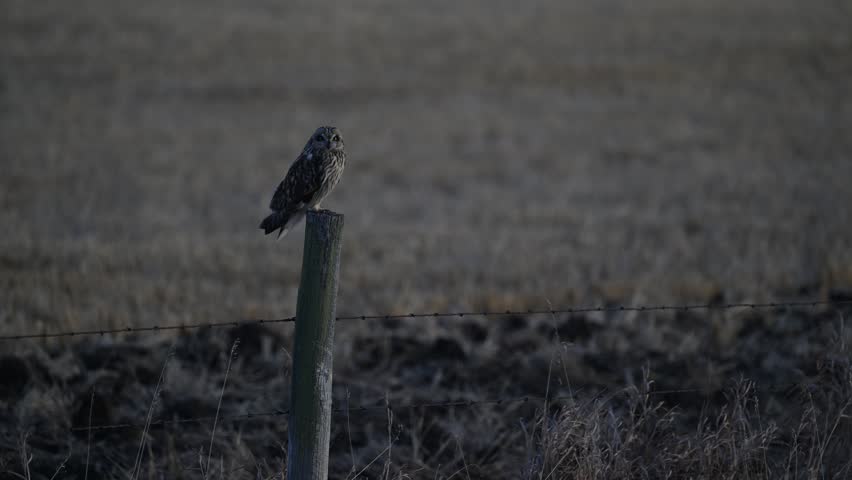 Short eared owl in the late winter on a fence