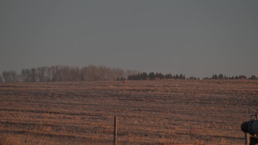 Short eared owl in the late winter on a fence