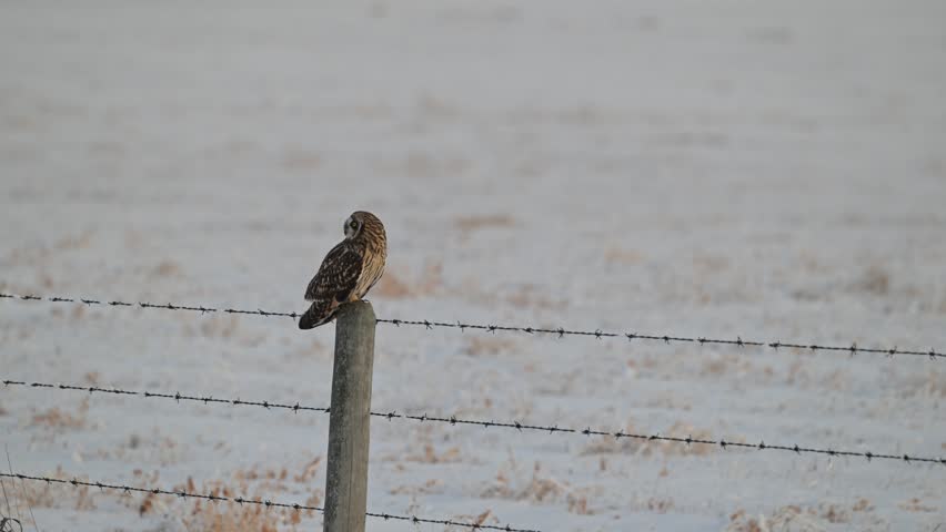 Short eared owl in the late winter on a fence