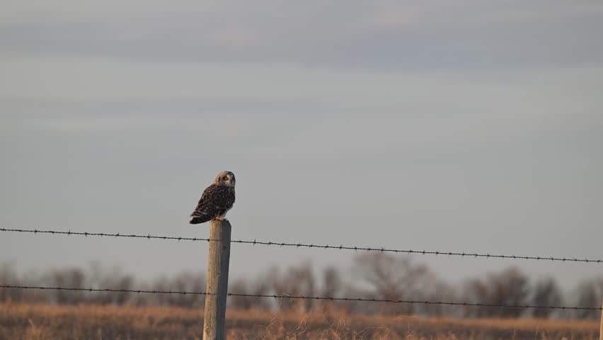 Short eared owl in the late winter on a fence
