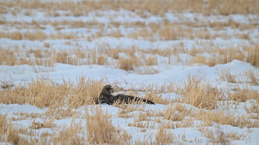 Short eared owl in the late winter on a fence