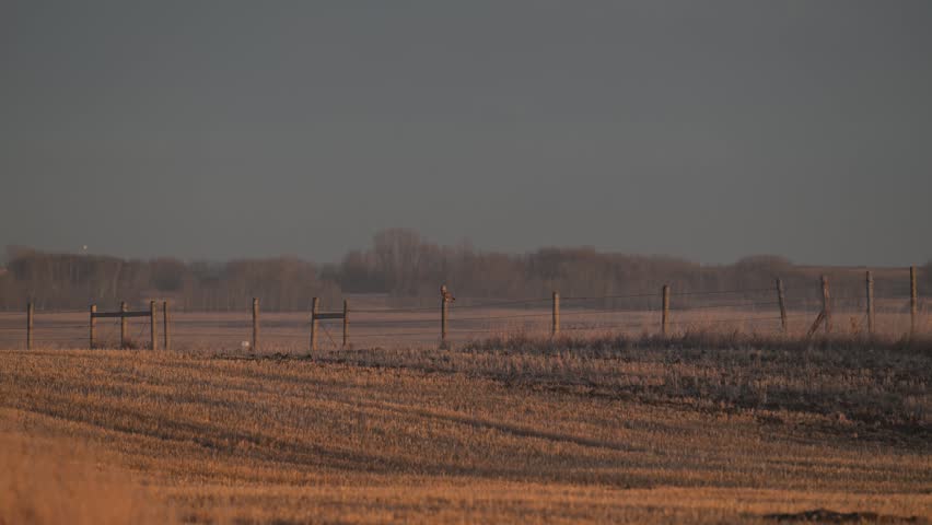 Short eared owl in the late winter on a fence