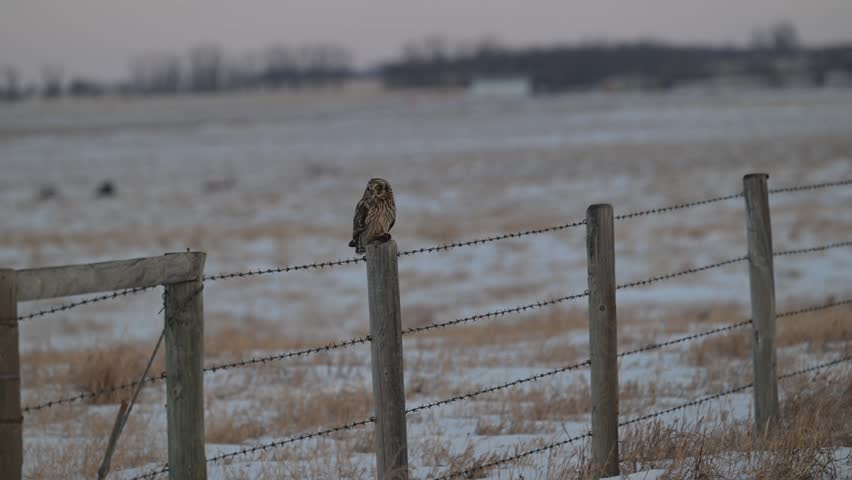 Short eared owl in the late winter on a fence