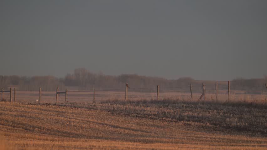 Short eared owl in the late winter on a fence