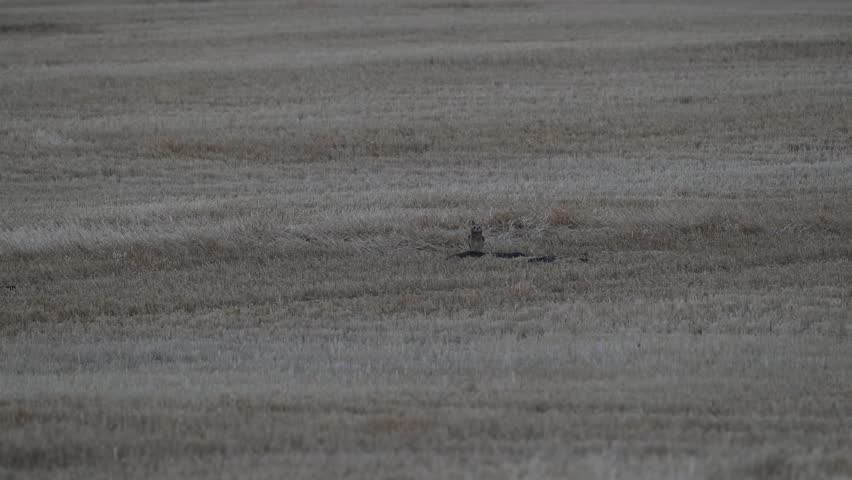 Short eared owl in the late winter on a fence