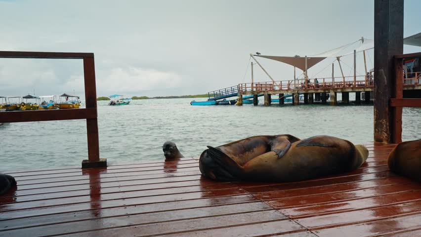 Sea lions resting on wet dock, Isabela Island. Two pinnipeds lie on wet reddish planks beside moored fishing boats and a covered pier.
