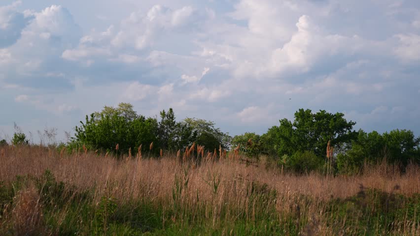 Dry meadow and reed plumes beneath cumulus clouds. Dry grass meadow with reed plumes, green trees and layered cumulus clouds under a blue sky.