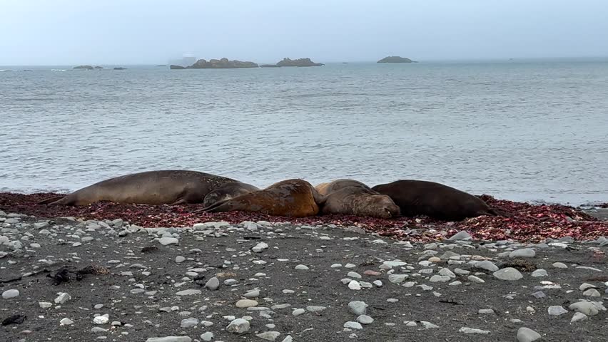 Resting Southern Elephant Seals on Livingston Island Beach with Gentoo Penguins, Antarctica, Several Southern Elephant Seals rest on a bed of washed-up red seaweed along the rocky shoreline of Livingston Island, Camera slowly zooms out and pans right, revealing island