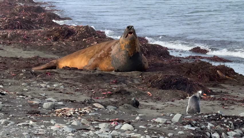Resting Southern Elephant Seal and Preening Gentoo Penguin on Livingston Island Beach, Antarctica, A southern elephant seal briefly raises its head before settling back to rest on a bed of washed-up kelp along the beach, in the foreground, a gentoo penguin calmly preens its feathers while gentle waves roll onto the shore, capturing a peaceful Antarctic wildlife scene