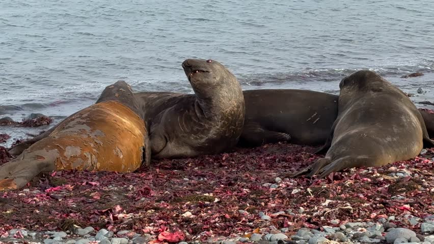 Gentoo Penguins Walk Past Resting Southern Elephant Seals on Livingston Island, Antarctica, large southern elephant seal rests on a beach covered with washed-up seaweed and occasionally yawns and snorts while several Gentoo penguins walk calmly past