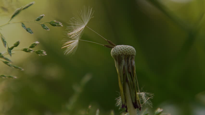 Dandelion macro reveals botanical detail. Dandelion seed rests on lawn. Soft dandelion closeup feels calm. Wild dandelion concept supports ecology.