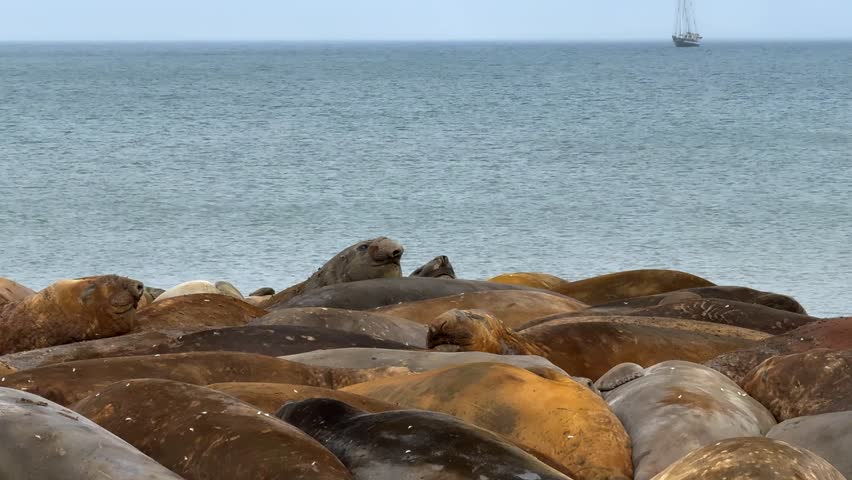 Southern Elephant Seals Resting on Antarctic Beach and Distant Anchored Schooner, Antarctica