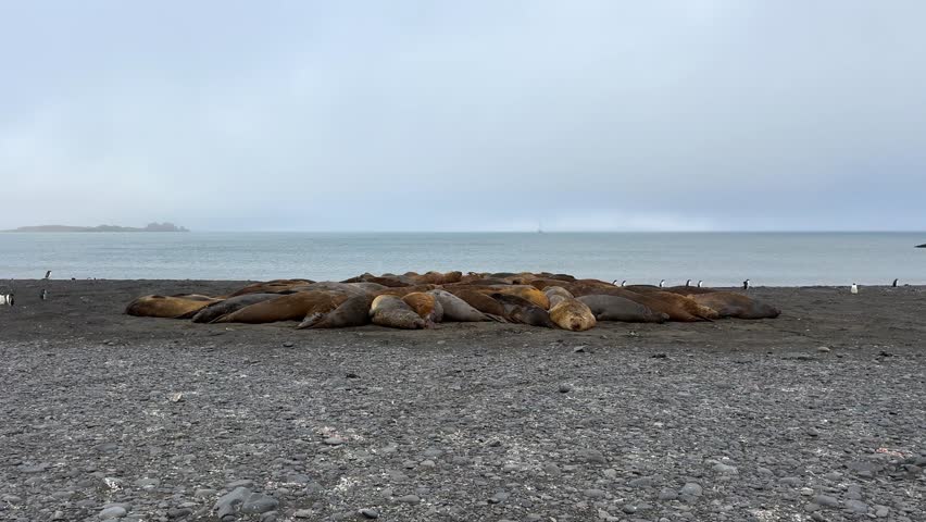 Pan Across Resting Southern Elephant Seal Colony on Livingston Island Antarctica with Gentoo Penguins