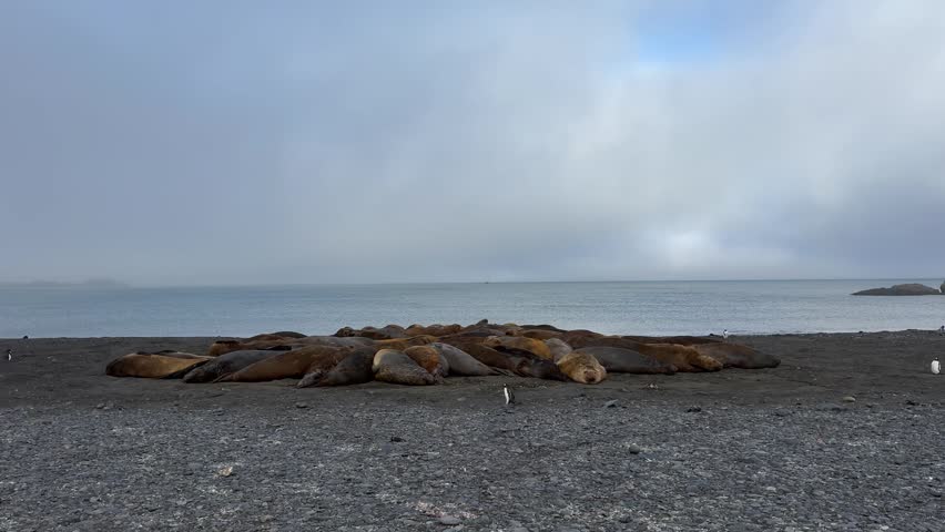 Elephant Seal Colony with Gentoo Penguins on Livingston Island Antarctica
