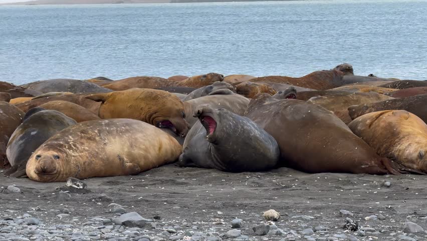 Resting Southern Elephant Seal Colony Briefly Disturbed on Livingston Island Antarctica, Large colony of resting southern elephant seals, One restless individual begins shifting and rolling among the tightly packed animals, briefly disturbing the otherwise peaceful colony before it gradually settles again