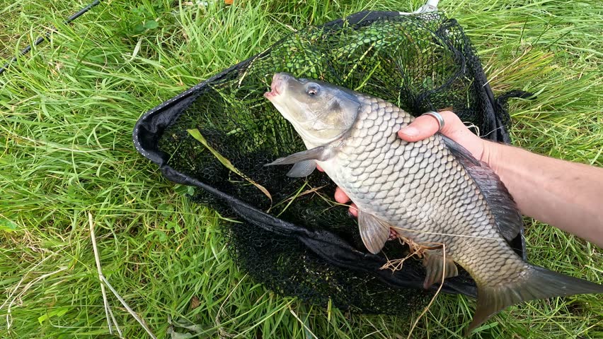 Catch and release fishing, angler releasing Common Carp (Cyprinus carpio) safely back into the lake water