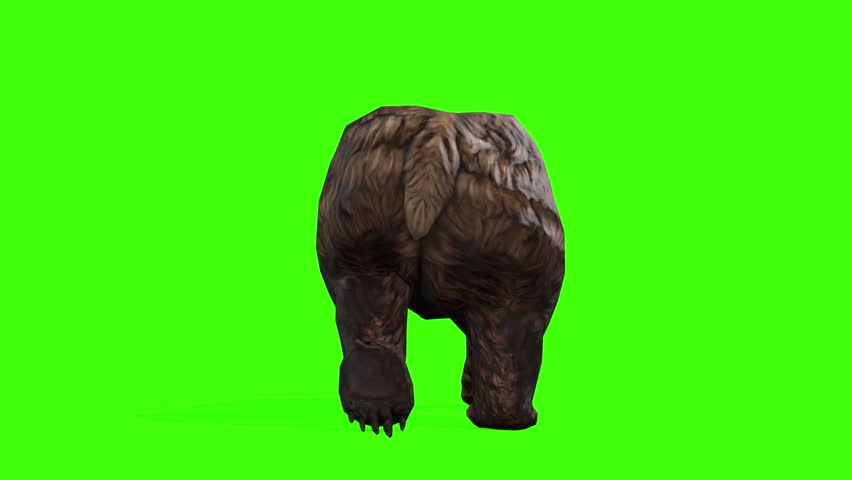4k grizzly bear walk moving away from the camera. Animation isolated on Green Screen, 3D brown bear walking rendering on chroma key, Scientific name, Ursus arctos horribilis