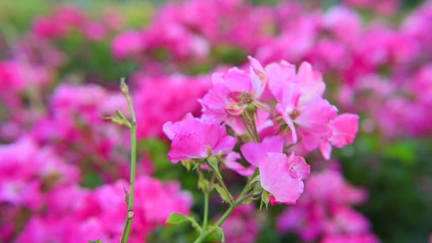 Summer garden, pink Red flowers - French rose (Rosa gallica L.)
