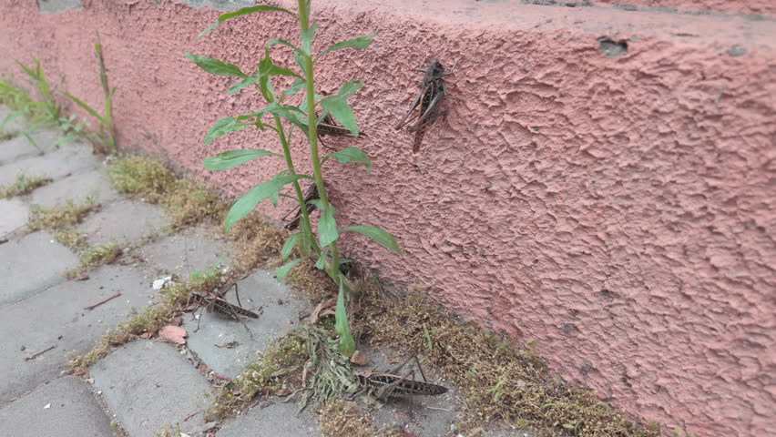 Many great bush-cricket species invading city streets, crawling on pink wall near weeds at infestation time of long-winged gray wart-biter bush-cricket in urban area. Grasshopper Invasion in city