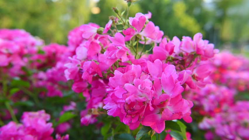 Summer garden, pink Red flowers - French rose (Rosa gallica L.)