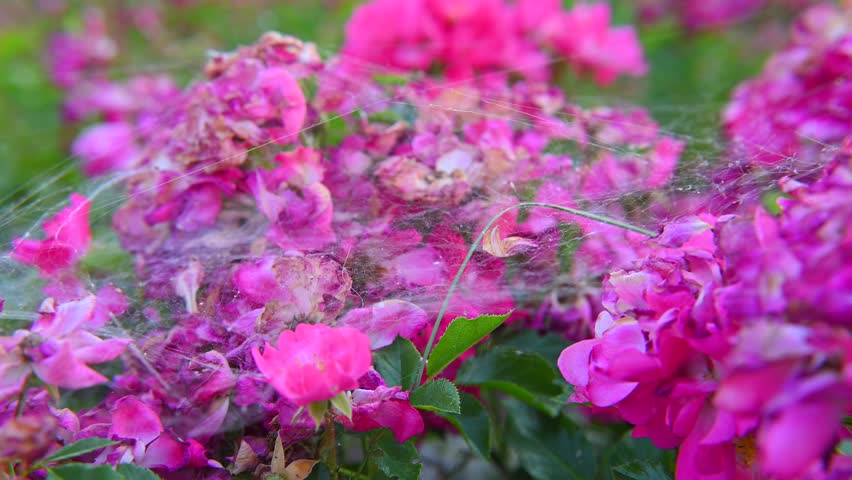 Summer garden, pink Red flowers - French rose (Rosa gallica L.)