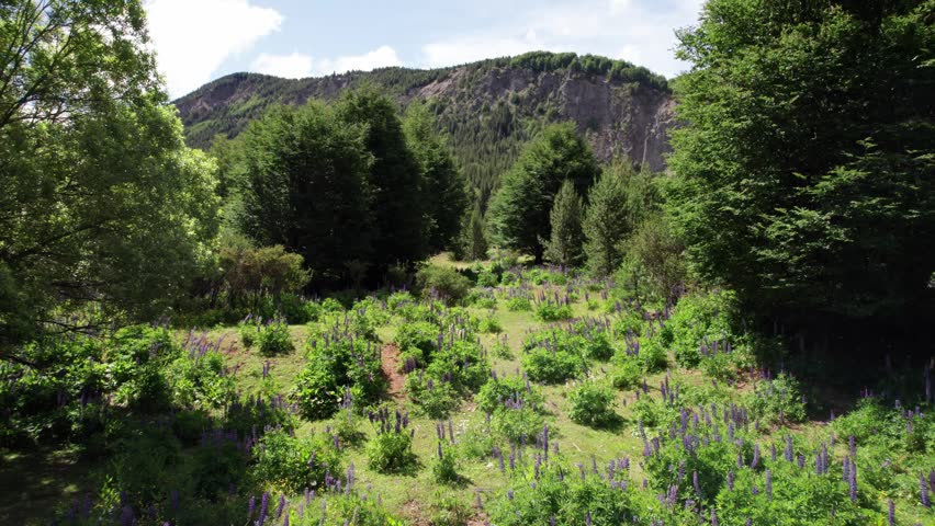 Stunning Mountain Landscape with Wild Lupine Flowers