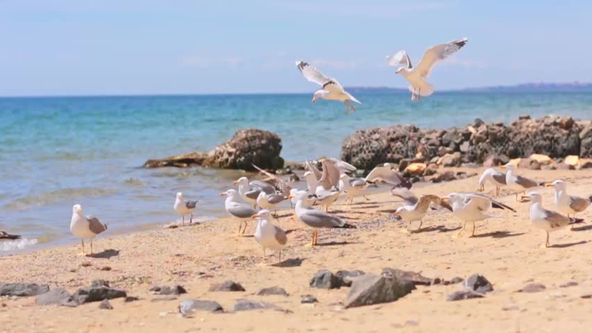 Group of seagulls on sunny beach walking on sand and flying above sea water natural coastal wildlife scene. High quality HD footage