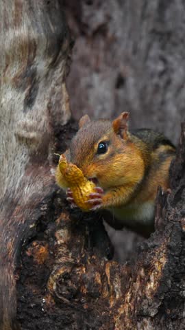 A vertical, close-up video captures an Eastern chipmunk (Tamias striatus) perched inside a rustic tree hollow, working diligently to stuff a large, whole peanut shell into its significantly distended cheek pouches. The small rodent uses its paws to manipulate the peanut before turning around and retreating deeper into the hollow log. Shot with exceptional detail, this footage highlights natural wildlife foraging behavior and food hoarding instincts in a soft-focus woodland setting
