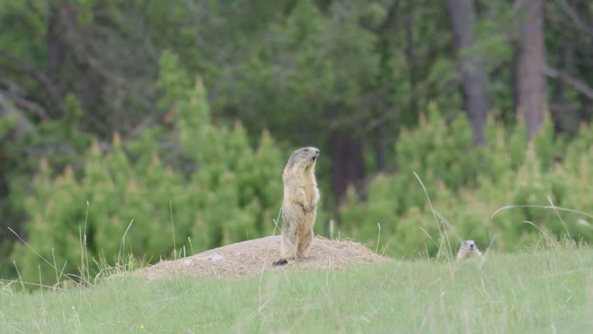 Alpine marmot standing sentinel on its burrow in a green mountain meadow, watching for danger