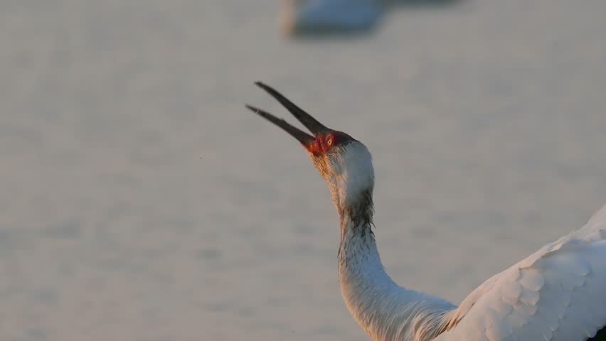 Close up of a majestic crane stretching its neck and calling with an open beak in its natural habitat during golden hour
