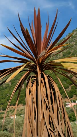 Vertical video of a Greek landscape with a palm tree in the foreground. In the background is a mountain. Palm leaves sway in the wind under blue sky and clouds. Crete, Greece.