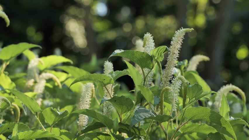 Thickets of flowering marsh vegetation