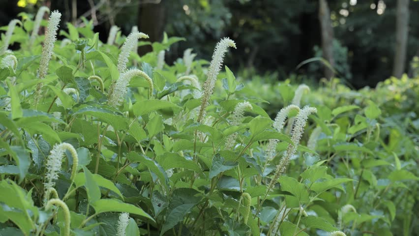 Thickets of flowering marsh vegetation