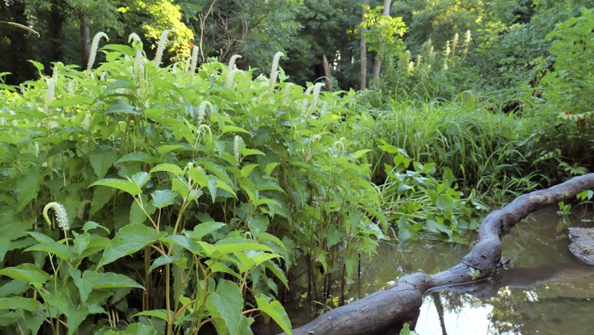 Thickets of flowering marsh vegetation