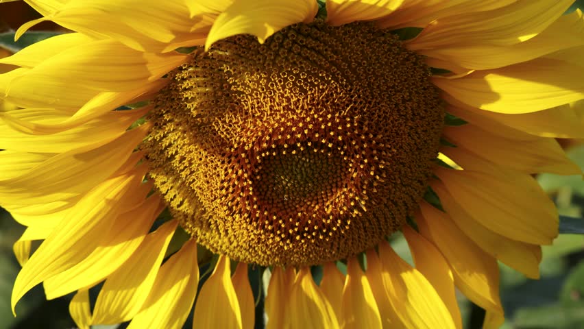 Extreme close-up of a blooming sunflower under bright sunlight with soft camera movement.