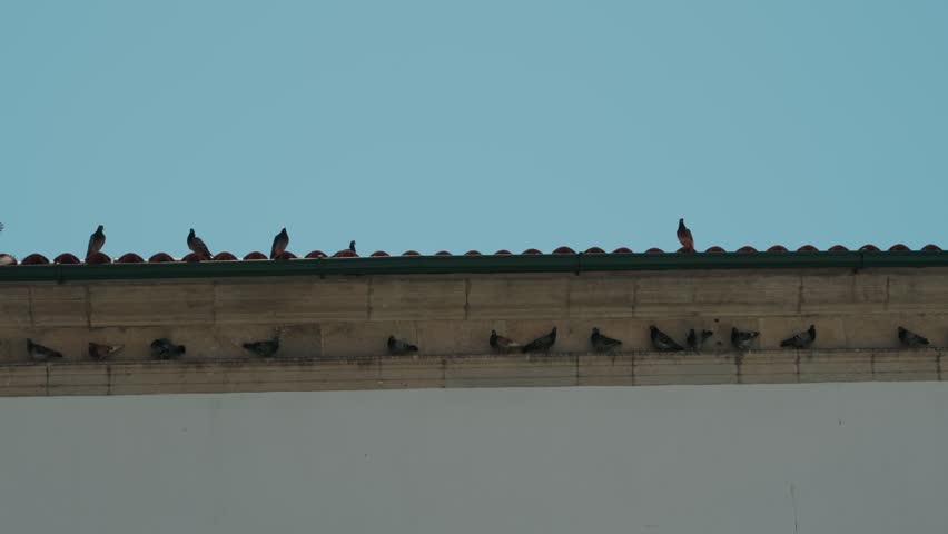 Flock of pigeons resting on building roof edge and tiled wall under clear blue sky